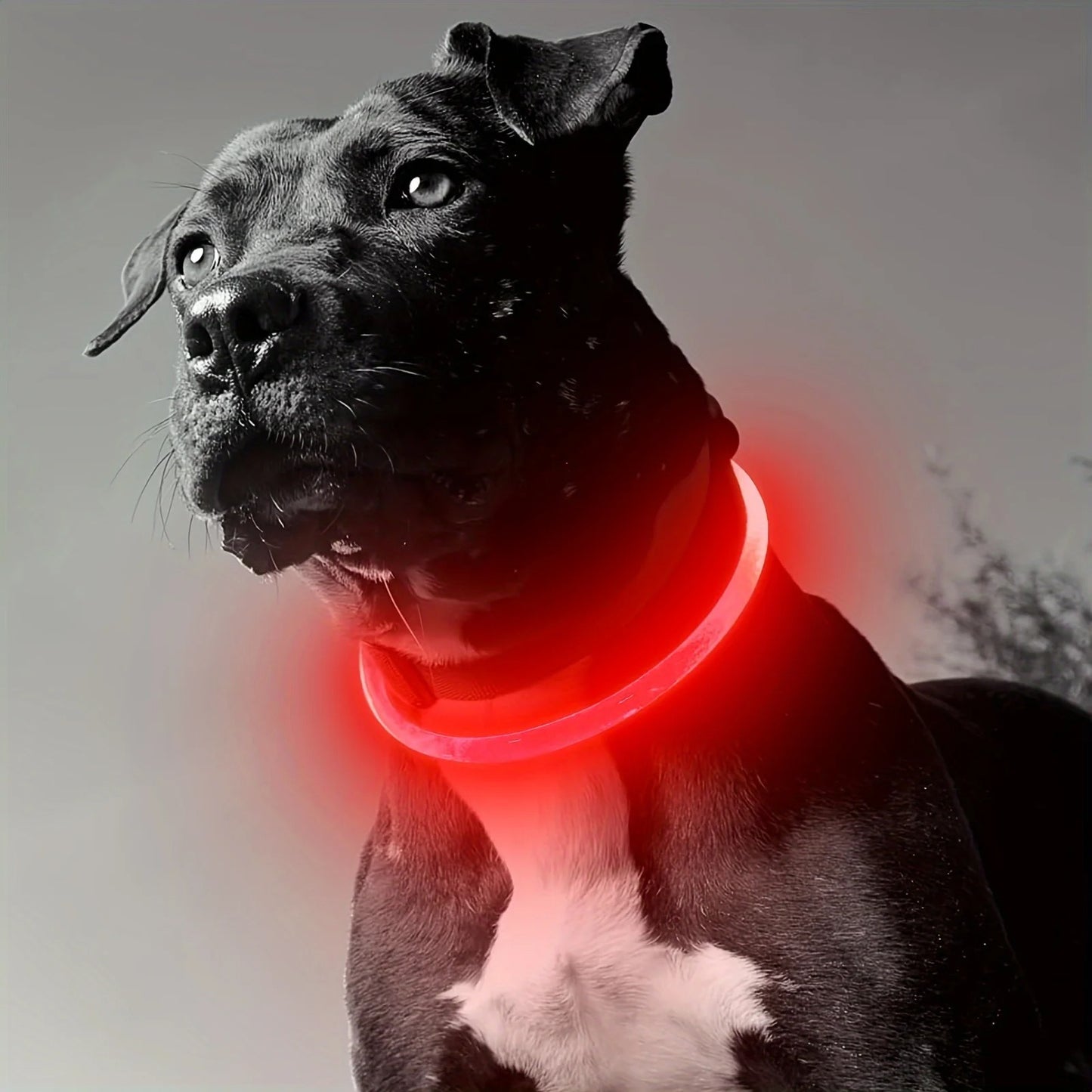 The Luminary Dog Collar