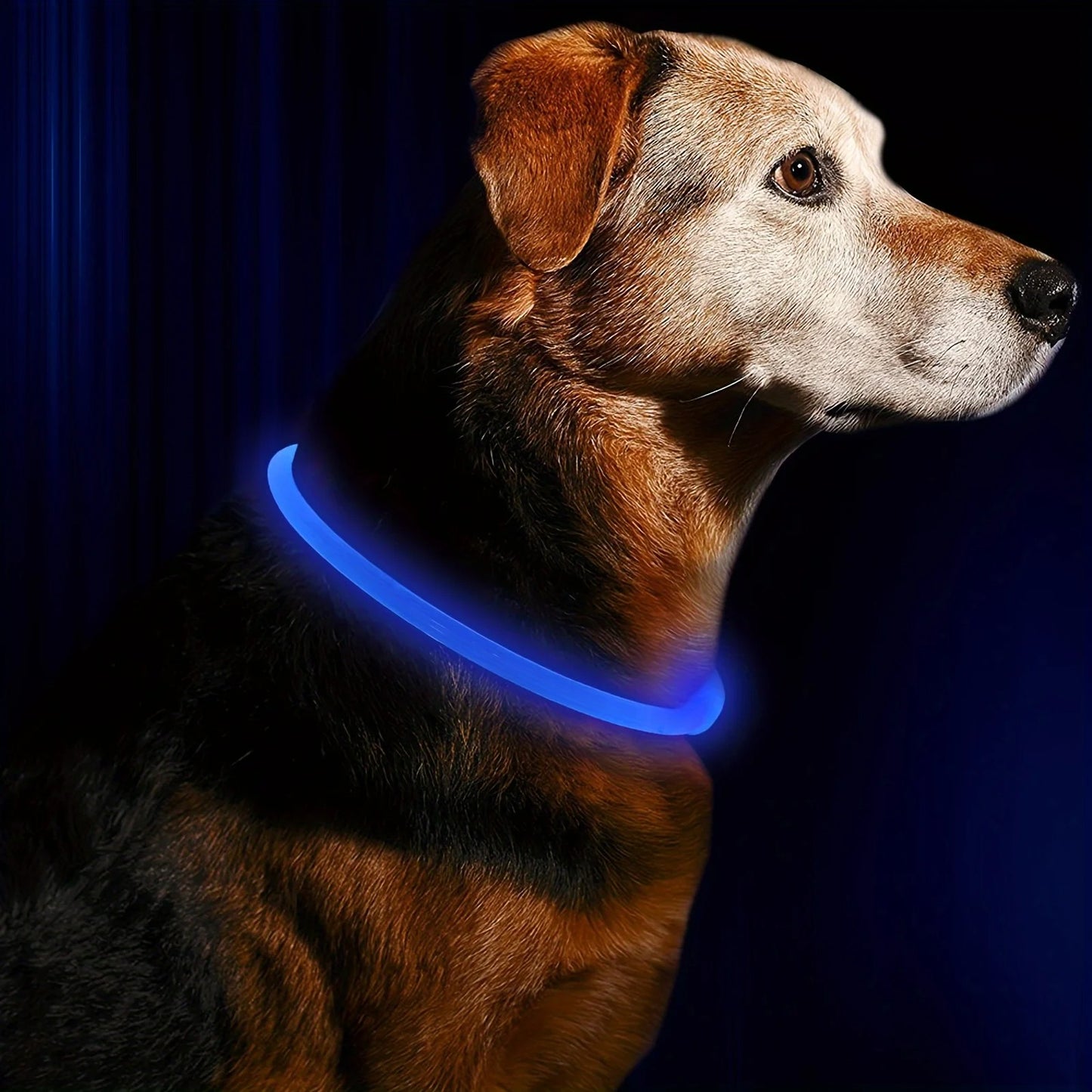 The Luminary Dog Collar